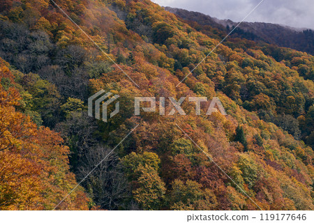 Autumn leaves in the mountains Autumn leaves in the mountains 119177646