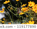 Butterfly 119177890