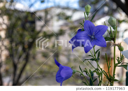 藍紫色風鈴草花 119177963