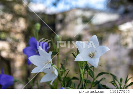 White and violet bellflower flowers 119177965