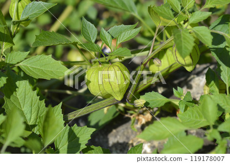 Tomatillo Tomatillo 119178007
