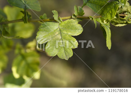 Hawthorn bark Hawthorn bark 119178016