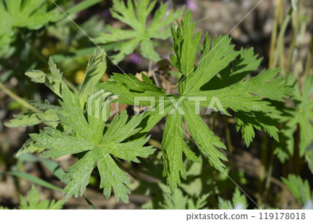 Meadow cranesbill Splish Splash 119178018