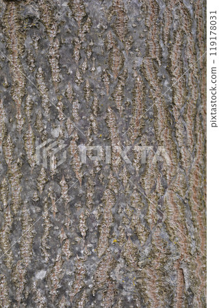 Empress tree 119178031