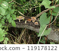 Mushroom table 119178122