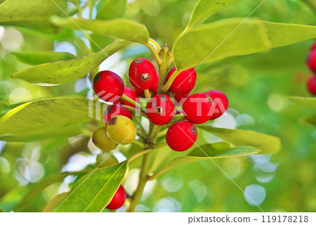 紅冬青莓(秋季、十月) 紅冬青莓(秋季、十月) 119178218