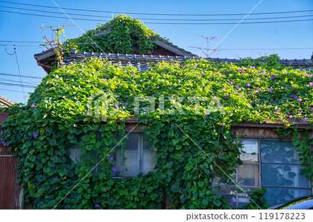 A vacant house covered in morning glories up to the roof 119178223
