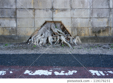 對樹根客氣的塊牆 119178231