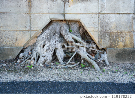 對樹根客氣的塊牆 119178232