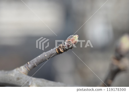 Apple tree Apple tree 119178300