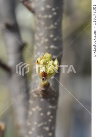 Japanese pear Hosui Japanese pear Hosui 119178301