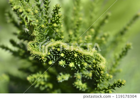 Cockscomb Japanese cedar Cockscomb Japanese cedar 119178304