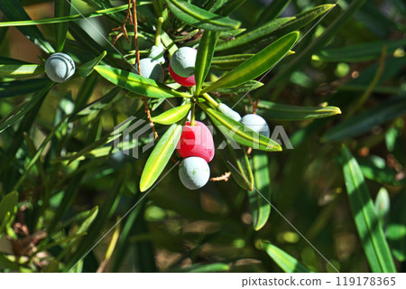 彩色 Lakanmaki 水果（秋季、十月） 119178365