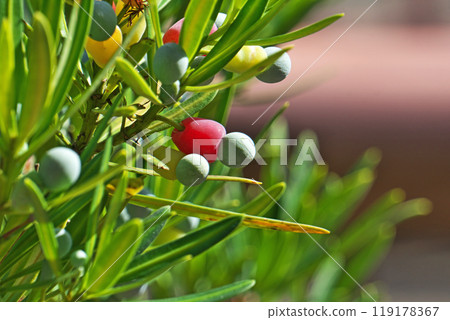 彩色 Lakanmaki 水果（秋季、十月） 119178367