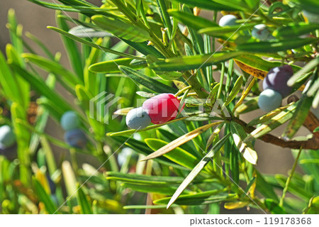 彩色 Lakanmaki 水果（秋季、十月） 119178368