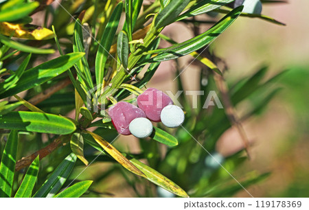 彩色 Lakanmaki 水果（秋季、十月） 119178369