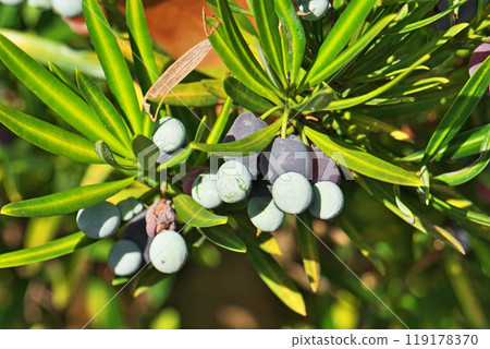 Colored ramie fruit (autumn, October) Colored ramie fruit (autumn, October) 119178370