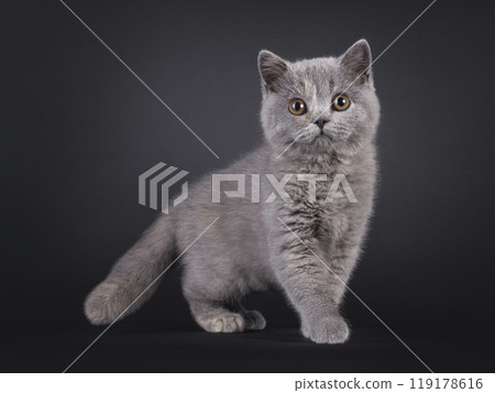 British Shorthair cat on white background British Shorthair cat on white background 119178616