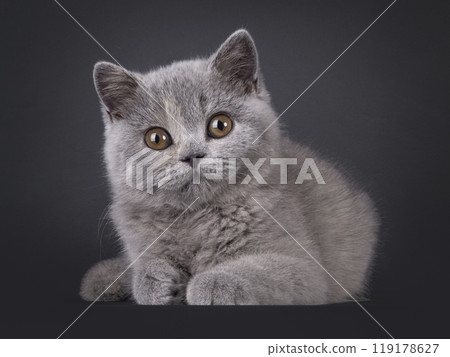 British Shorthair cat on white background British Shorthair cat on white background 119178627
