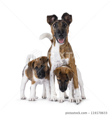 Smooth Fox Terrier dogs on white background 119178633