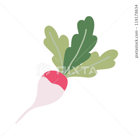 Whole red radish with green leaves. Healthy organic food. Fresh green vegetables. Vector illustration 119178634