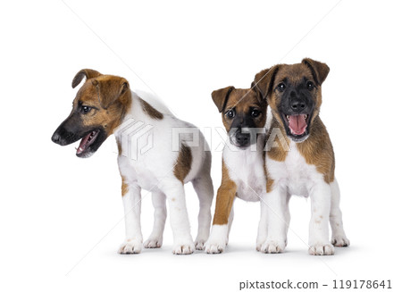 Smooth Fox Terrier dogs on white background 119178641