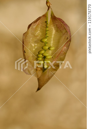 Bladder senna Bladder senna 119178770