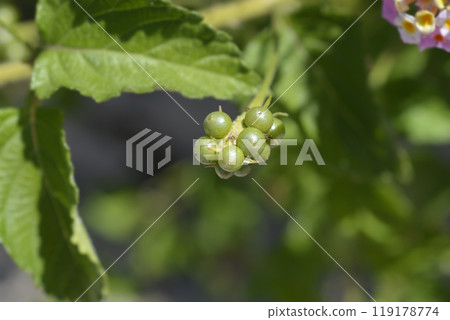Shrub verbena 119178774