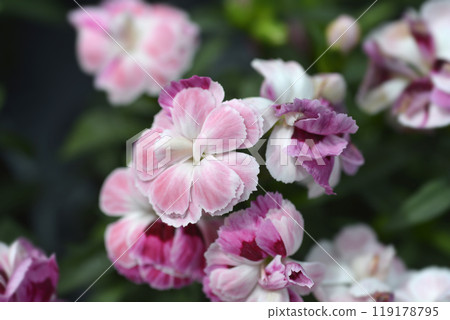 Carnation Kiss and Tell 119178795