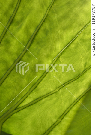 Giant alocasia Giant alocasia 119178797