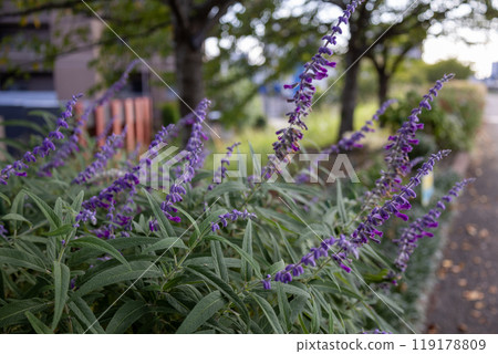 Amethyst Sage (Salvia · Leucansa) 119178809