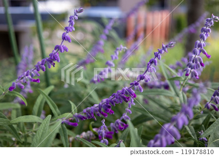 紫水晶鼠尾草（Salvia·Leucansa） 119178810