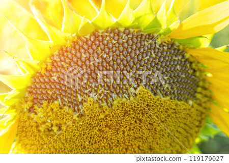 Ripe sunflower with black seeds close-up on the field. Ripe sunflower with black seeds close-up on the field. 119179027