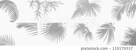 Shadow overlay from a palm tree branch isolated on a transparent background. Set different types of palm trees. 119179337