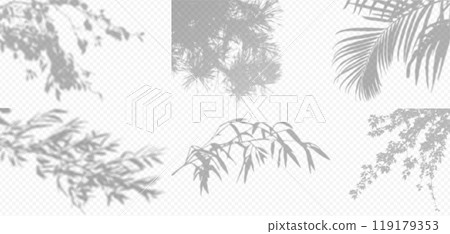 Shadow overlay from a tree branch isolated on a transparent background. Set different types of trees. Shadow overlay from a tree branch isolated on a transparent background. Set different types of trees. 119179353