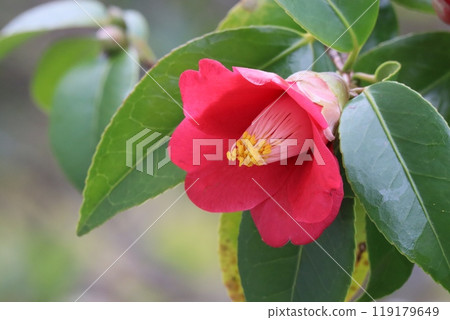 Camellia profile 119179649