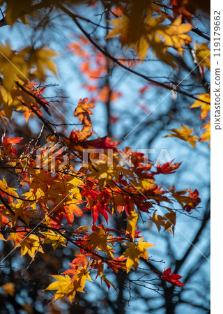 Maple leaves starting to turn red 119179662
