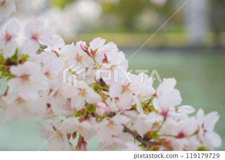 染井吉野毛馬櫻之宮公園 染井吉野毛馬櫻之宮公園 119179729