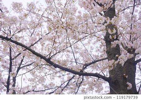 染井吉野毛馬櫻之宮公園 染井吉野毛馬櫻之宮公園 119179739