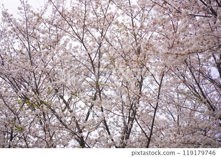 染井吉野毛馬櫻之宮公園 染井吉野毛馬櫻之宮公園 119179746