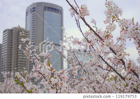 染井吉野毛馬櫻之宮公園 染井吉野毛馬櫻之宮公園 119179753