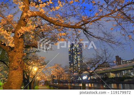 毛馬櫻之宮公園 夜櫻花 119179972