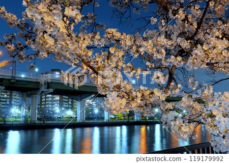 Cherry blossoms at night at Kemasakuranomiya Park 119179992