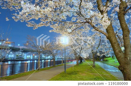 Cherry blossoms at night at Kemasakuranomiya Park 119180000
