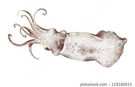 Watercolor Squid on isolated background. Hand drawn illustration of wild cuttlefish undersea animal with tentacles. Marine or ocean underwater life. Drawing seafood in cartoon style. Watercolor Squid on isolated background. Hand drawn illustration of wild cuttlefish undersea animal with tentacles. Marine or ocean underwater life. Drawing seafood in cartoon style. 119180015