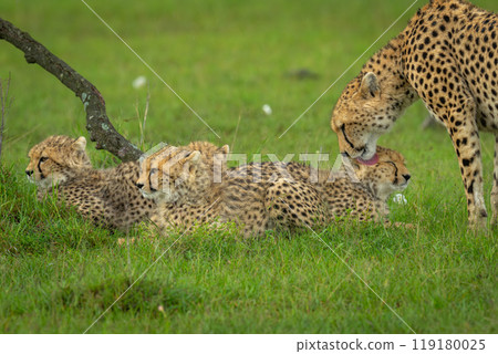 Female cheetah stands licking cub by others Female cheetah stands licking cub by others 119180025