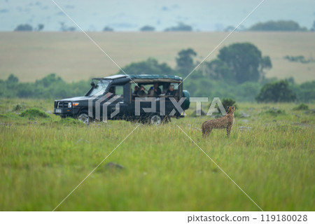Female cheetah stands in grass near truck Female cheetah stands in grass near truck 119180028
