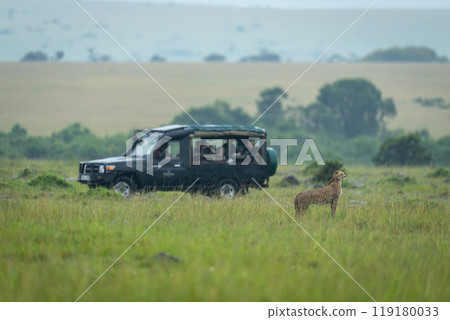 Female cheetah stands in grass beside jeep Female cheetah stands in grass beside jeep 119180033