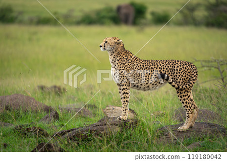 Female cheetah standing in profile on rocks 119180042