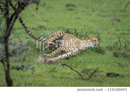 Female cheetah sprints through puddle in grass 119180043